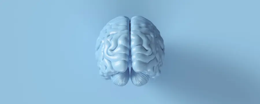 Plastic model of brain to represent effects of wet brain